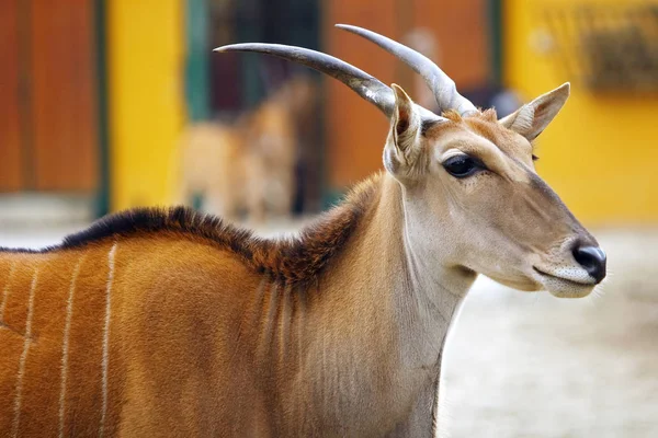 Retrato de Eland Antelope —  Fotos de Stock